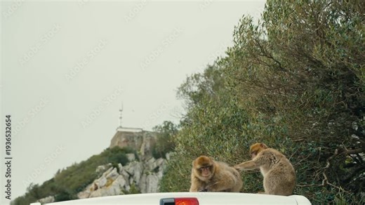 Two Barbary macaques sitting and grooming on a car roof near the Rock of Gibraltar, blending wildlife and urban tourism.