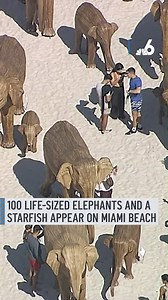 8.7K views · 91 reactions | It's time to grab your swim trunks—pun intended—and head over to Miami Beach to see elephants, stomping through the sand to raise awareness about conservation efforts. The herd, an art installation of 100 life-sized Indian elephants called "The Great Elephant Migration," stand tall between 36 and 37 streets. #miamibeach #thegreatelephantmigration | NBC 6 | Facebook