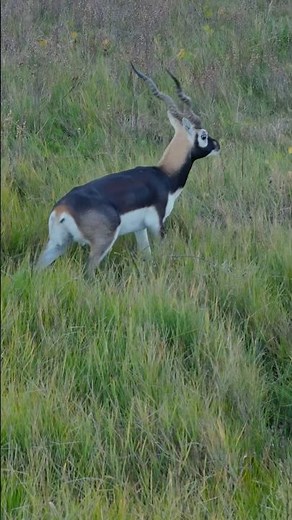 First Black Buck Hunting in Waders in the World!