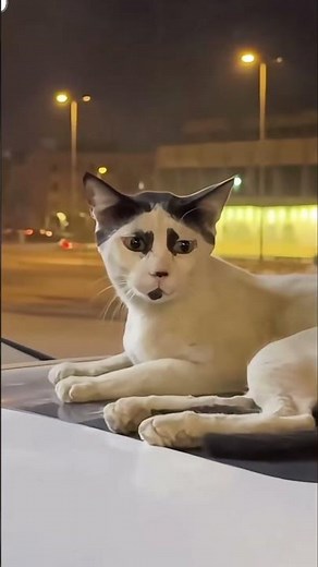 🐾🤣 Hilarious Cat Faces You Can’t Unsee!#lol #funnyanimals #funny