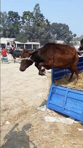 Big Cow High Jumping – Unbelievable Cow Jump Show!”“Huge Cow High Jump Challenge – Must Watch!”