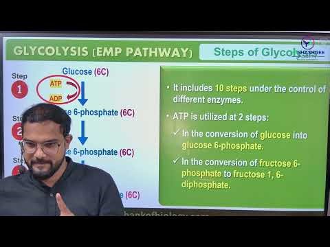 Steps of Glycolysis & Lactic Acid Fermentation Explained | Respiration Lecture 3 | NEET + Boards