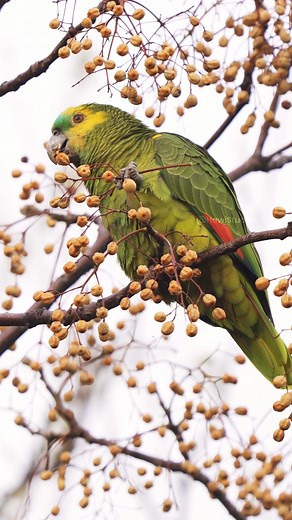 8.3K views · 388 reactions | Amazon Parrot Eating Fruit Wincent xxUbV #bird #nature #wildlife | HAWI Studios | Facebook
