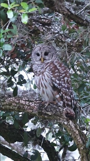 Barred Owl Watching from the Texas Oaks
