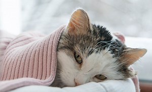 Can Cats Suffer from Seasonal Affective Disorder (SAD)?