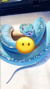 The smallest horse you'll ever see... incredibly cute 😍🐎