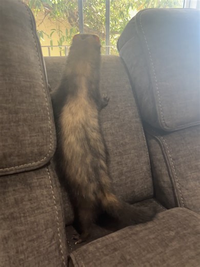 Ferret Care Tips for New Owners