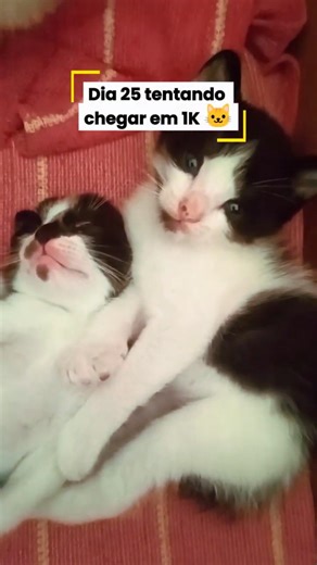 Dia 25… já são 25 dias 😳🐾