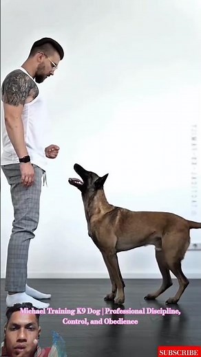Michael Training K9 Dog | Professional Discipline, Control, and Obedience #malinois #k9master