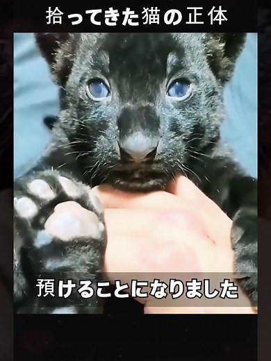 拾ってきた猫の正体 #猫 #家族#猫のいる暮らし #拾い猫 #いつかまた会えますように#保護猫 #ねこがいる生活 #猫可愛い