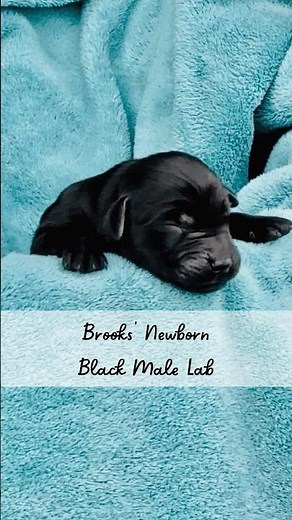Brooks' Only Black Lab Puppy (out of 9 pups total) #blacklabrador #labpuppies