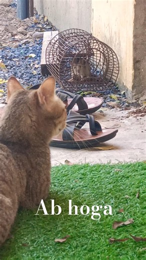 ab hoga 🐀🐈 ka khel 🥰 #dubai #vlog #dubailife #cat #cute #chuha #catboy #meowmoe #meowgical #catie