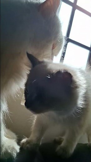 viral cat videos😻#catlovers #viralcats #cat #catvideos