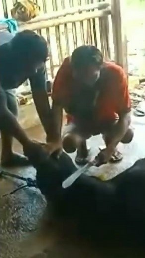 Jangan Ditiru Adab Sembelih Sapi Qurban Idul Adha #shorts #sapi #qurban