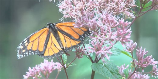 Department of Fish and Wildlife seeks public input on State Wildlife Action Plan