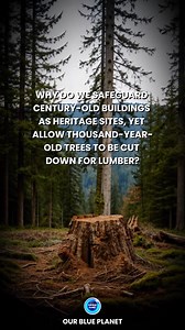 Trees are more than elements of nature; they are living history. Some have stood for more than a thousand years, silently witnessing the rise and fall of civilizations, the growth of cities, and centuries of human change. Yet while buildings that are barely 100 years old are often granted legal protection, many ancient trees receive far less recognition. In many regions, they can still be cut down for timber, agriculture, or development, despite their immense ecological, cultural, and historical