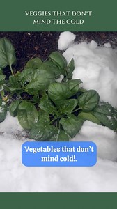 6.2K views · 1.5K reactions | Some veggies don’t mind a little cold....