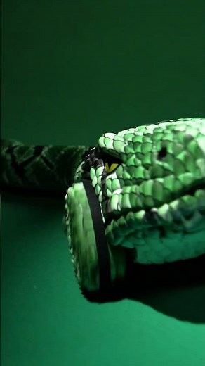 SNAKE01 Serpent télécommandé, Remote-Controlled Snake 2 - Lexibook