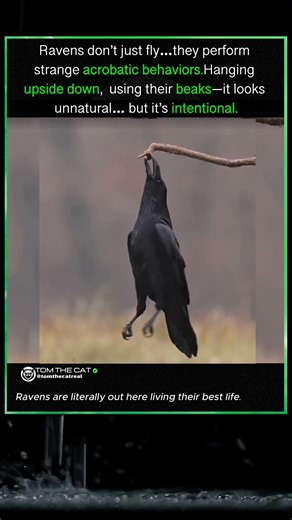 Crazy Raven Gimnastics #raven #omg #facts #shorts