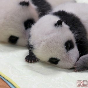 99K views · 12K reactions | Giant pandas: What does it take to raise a baby panda in captivity? https://cbsn.ws/2PoTi7X | 60 Minutes | Facebook