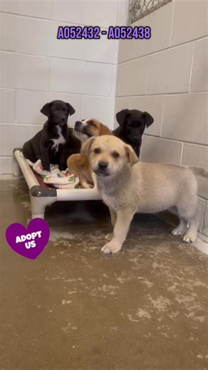 For everyone going gaga over Tucker in our social media post yesterday, we can’t blame you! He’s adorable! But he did already find a home. We have other puppies still looking though, and they’re just as adorable! Can we get a little love for our S Litter?! A052432 - A052438 ☎️ (281) 342-1512 💻 www.fortbendcountypets.com 📍 1210 Blume Rd Rosenberg Tx 77471 | Fort Bend County Pets - Fort Bend County Animal Services