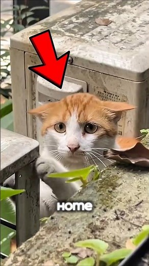Stray Cat Begs to Be Adopted… This Couple Said Yes 😊🐾