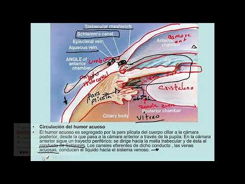 humores acuoso y vítreo