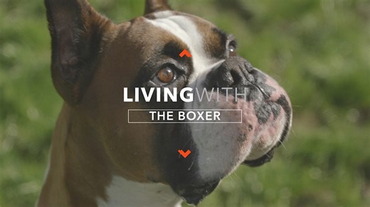All about living with boxer dogs