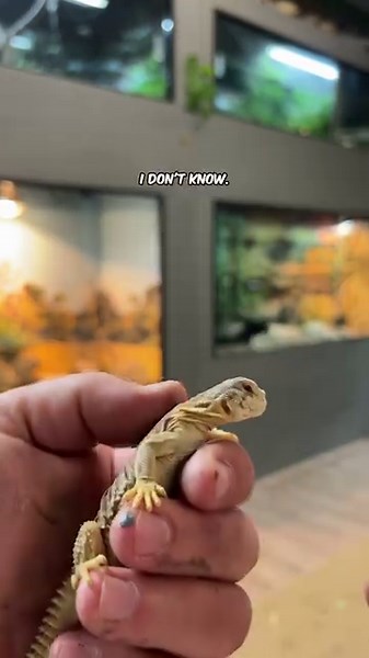 66K views · 6.4K reactions | This Baby Reptile is the Definition of Cuteness Overload. 凉❤️ | Garden State Tortoise | Facebook
