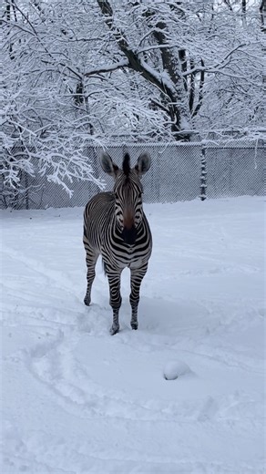 Zoo New England on Instagram: "A study in black and white—zebras in the snow ❄️ 🦓 Happy International Zebra Day! While the zebras at Franklin Park Zoo remain behind the scenes during construction of the new African Experience habitats, they are getting all the usual care and attention from their dedicated Animal Care team—including enrichment, regular training sessions and, of course, plenty of playtime in the snow. We can't wait for you to see them in their expanded African savannah later this