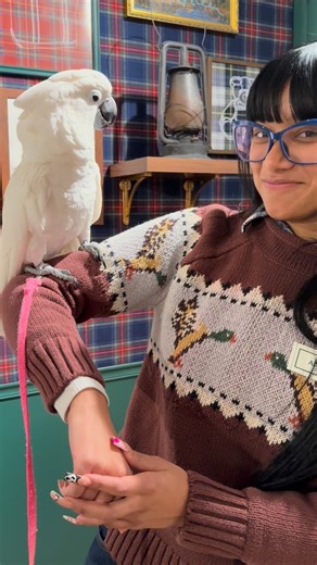 hai fren on Instagram: "New frens at stores in My Sitty. Love them 💋🥰 Love to you too. 💜💜💜💜💜💜💜💜💜💜💜💜💜💜💜💜 . #violetforworldpresident #cockatoolove #cockatoosofinstagram #cockatoosofinstagram #goodwillambassador #petsofinstagram #umbrellacockatoo #weeklyfluff"