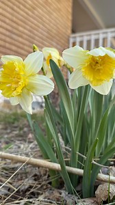 19K views · 566 reactions | WE MADE IT!!!!! #seasonaldepression #winterblues #springtime #goldstars | Sharon.a.life | Facebook