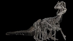 See the dinosaurs return to the Smithsonian (2019)