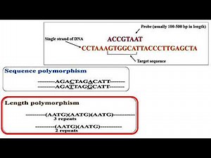 Definition of Label Probe and Sequence Polymorphism and Length Polymorphism