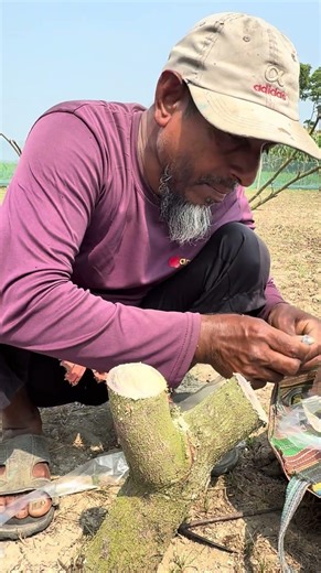 How to graft a coconut tree