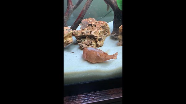 Now you see me, now you don't! Pufferfish quickly buries itself to go to sleep