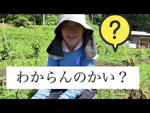 ひろちゃん農園 じゃがいも初収穫