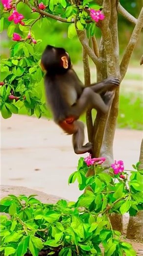 Baby Monkey Climbs a Tree 🌳 | Cute and Funny Cartoon
