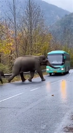 Elephant Rampage on Bus 🐘😱 is this real? #ViralVideo #WildlifeRescue #Shorts