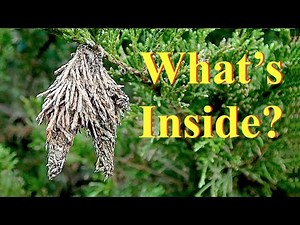 Just What is a Bagworm?
