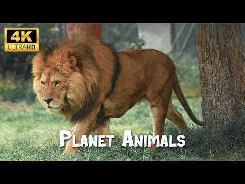 Jungle Animal Discovery | 4K Ultra HD #4K #Animals