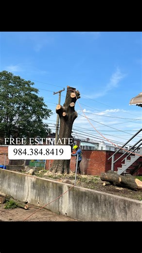 Just finished a new job! We successfully cut down a huge tree, leaving behind a perfect result. Our team’s precision and skill were on full display. Ready for your tree service needs. call us today! | The Best Tree Service NC | Facebook