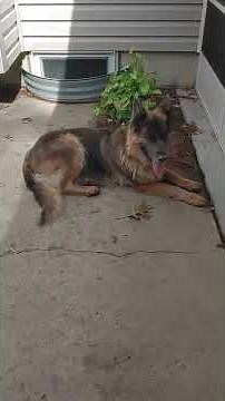 Ehrlichiosis in dogs (chronic)