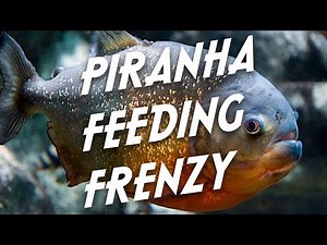 Red-bellied Piranha Feeding Video
