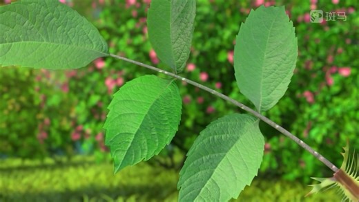 植物4.植物的叶