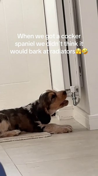 Funny Cocker Spaniel Barking at Radiators