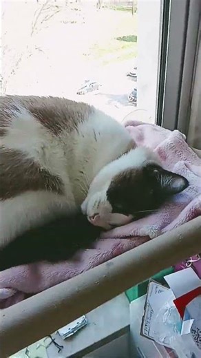 Here os The tutorial!#shelly#astro#dandysworld#roblox