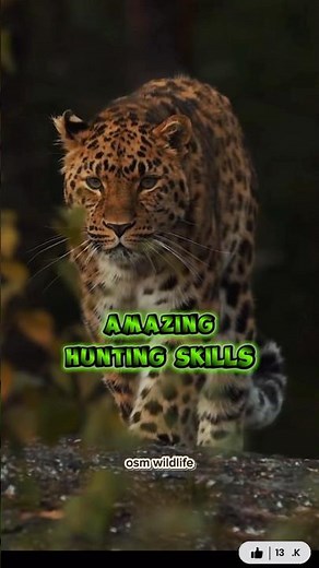 Cheetah Amazing Fact You Didn’t Know 🐆|Amazing Cheetah Facts That Will Shock You