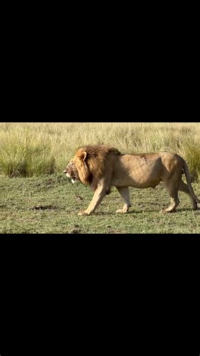 kamerazofafrika on Instagram: "Mufasa gracing your timeline with @kameraz_of_afrika_travel For bookings and inquiries: Phone: Call/WhatsApp +254715392585 Email: destinations@kamerazofafrika.com Website: www.kamerazofafrika.com #kamerazofafrikatravel #safari #viral #kenya #mara"