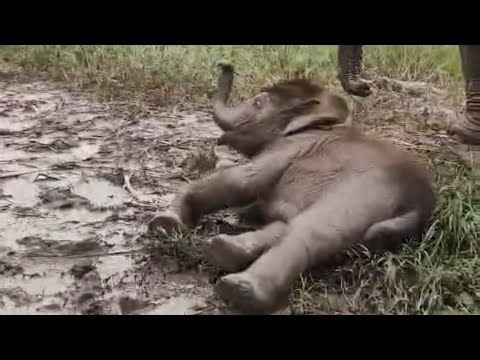 Baby Elephant's Muddy Rainy Day Fun